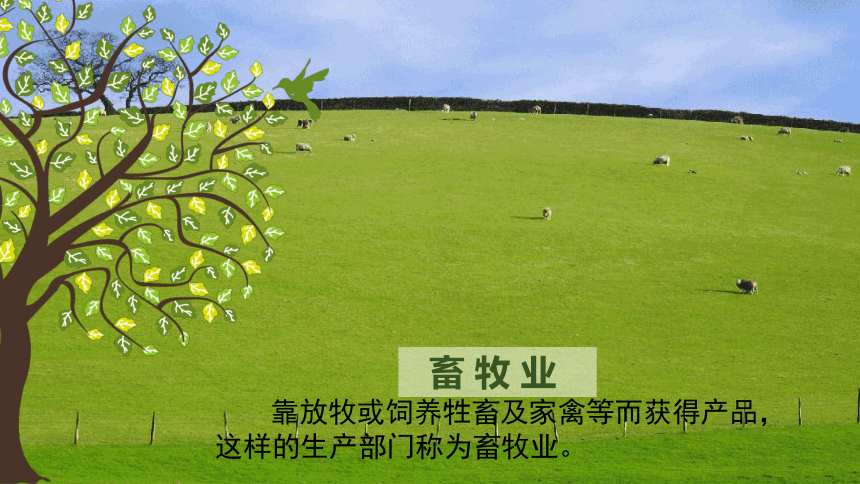 歐洲西部現(xiàn)代化的畜牧業(yè)與家禽家畜管理