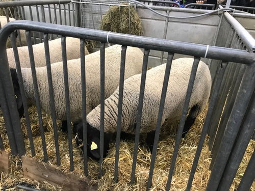 巴黎2018國(guó)際農(nóng)業(yè)博覽會(huì) 家禽家畜齊聚一堂，吃喝玩樂樂無窮