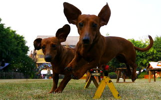 親子度假休閑，長(zhǎng)鹿農(nóng)莊樂無限