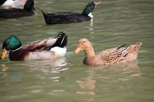 百色三款家禽家畜產品榮登2023年首批全國名特優新農產品名錄