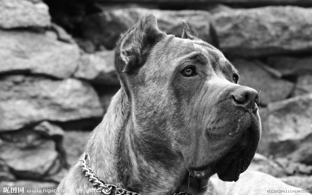 癩皮狗 鏡頭下的別樣生靈，家畜世界的獨特身影