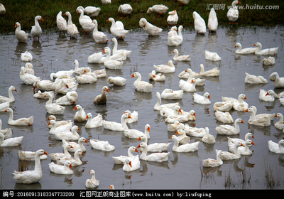 雪白的鵝 家禽攝影的藝術與情感