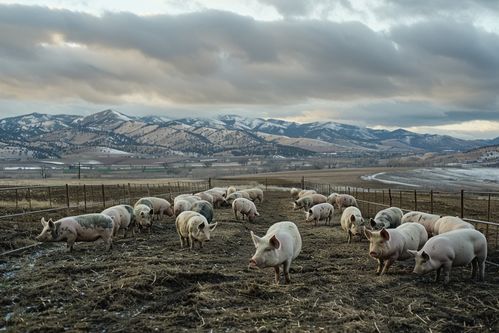 家禽家畜原生態土豬——自然與健康的田園畫卷